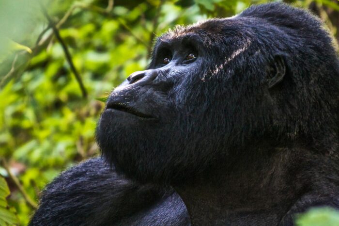 6 DAYS UGANDA GORILLA TREK & SERENGETI SAFARI