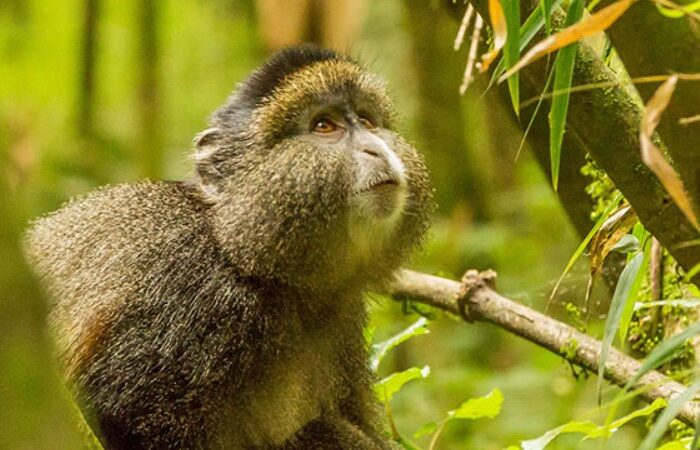 8 DAYS UGANDA AND RWANDA SAFARI